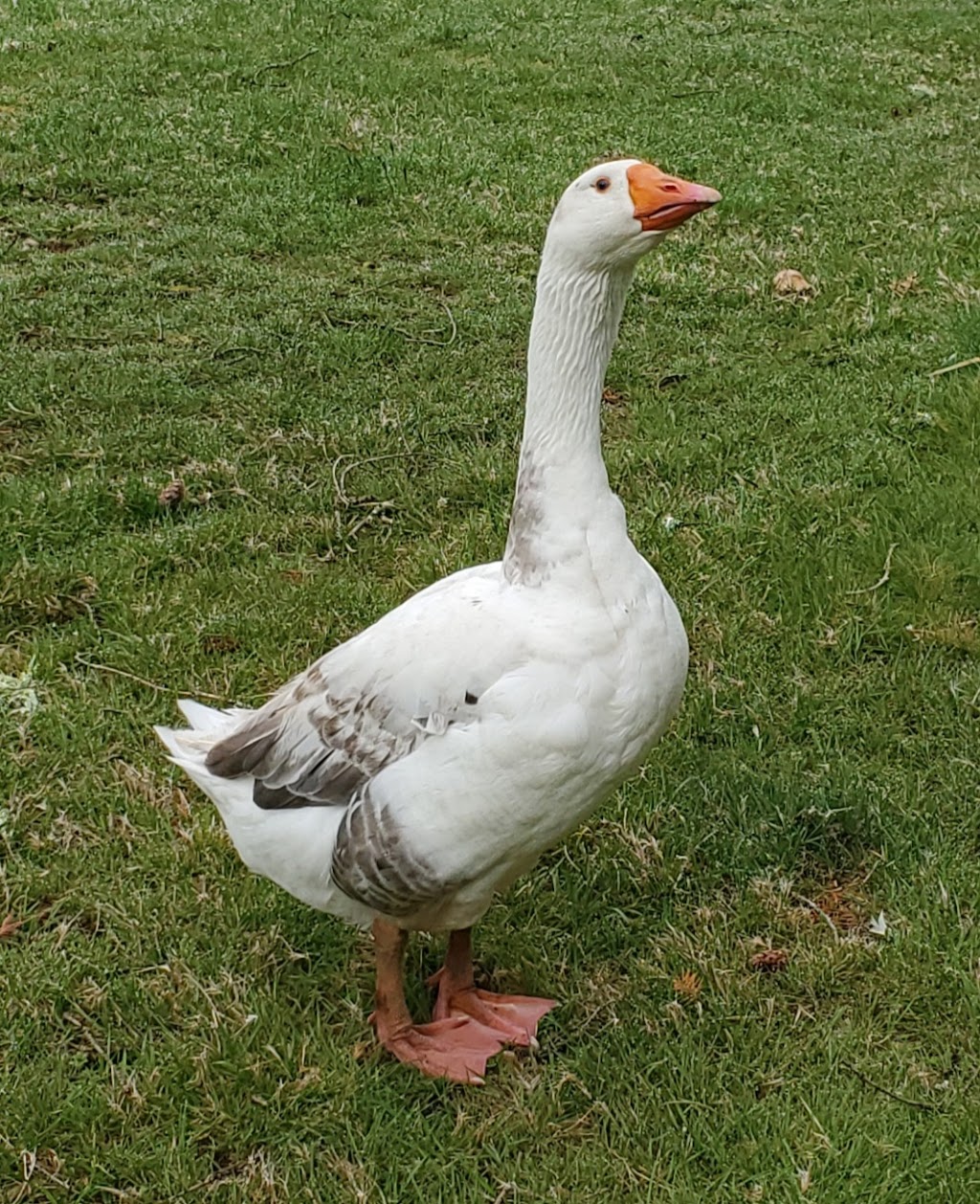 Tasty Treasures Farm- Free Range Duck and Goose | 4052 Dove Creek Rd, Courtenay, BC V9J 1S1, Canada | Phone: (250) 218-5636