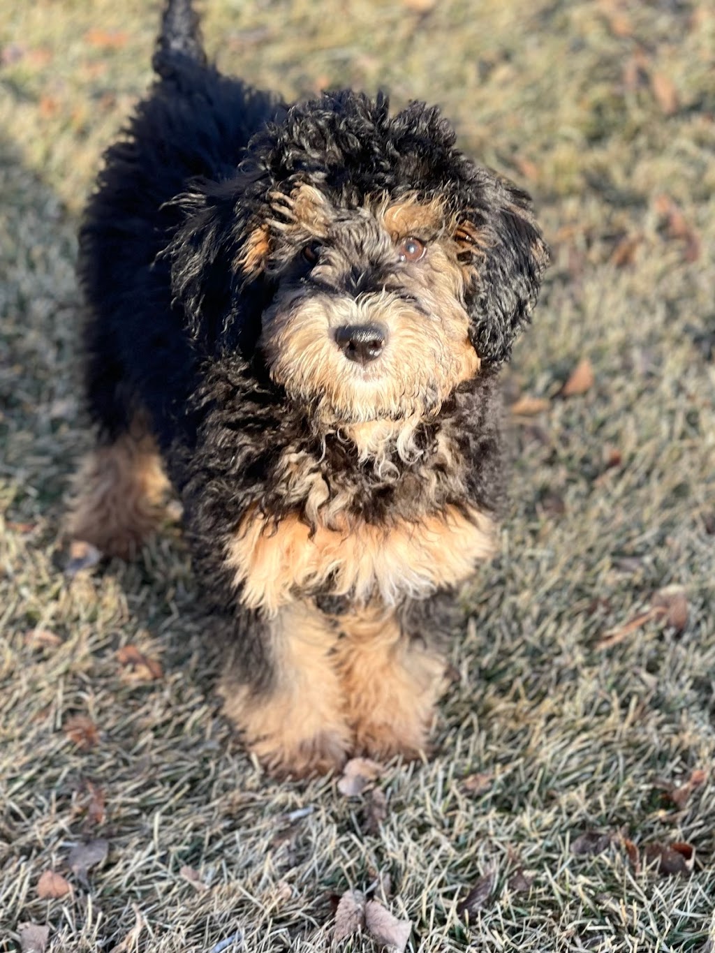 Barrie Best Labradoodles | Vrolson road, Bawlf, AB T0B 0J0, Canada | Phone: (780) 781-5979