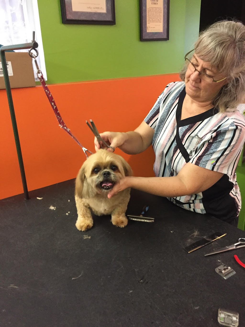 Brenda Tylers Dog Grooming | 4251 Route 690, Newcastle Creek, NB E4B 2M5, Canada | Phone: (506) 261-1383