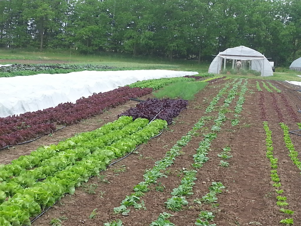 Fertile Ground Farm | 1560 Carmel-Koch Rd, St. Agatha, ON N0B 2L0, Canada | Phone: (226) 747-2552