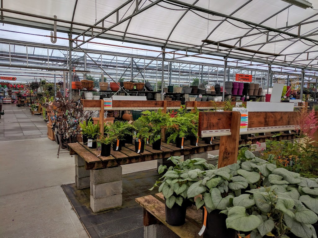 Amsterdam Greenhouses & Garden Centre | 19100 Old Dewdney Trunk Rd, Pitt Meadows, BC V3Y 2R8, Canada | Phone: (604) 465-6614