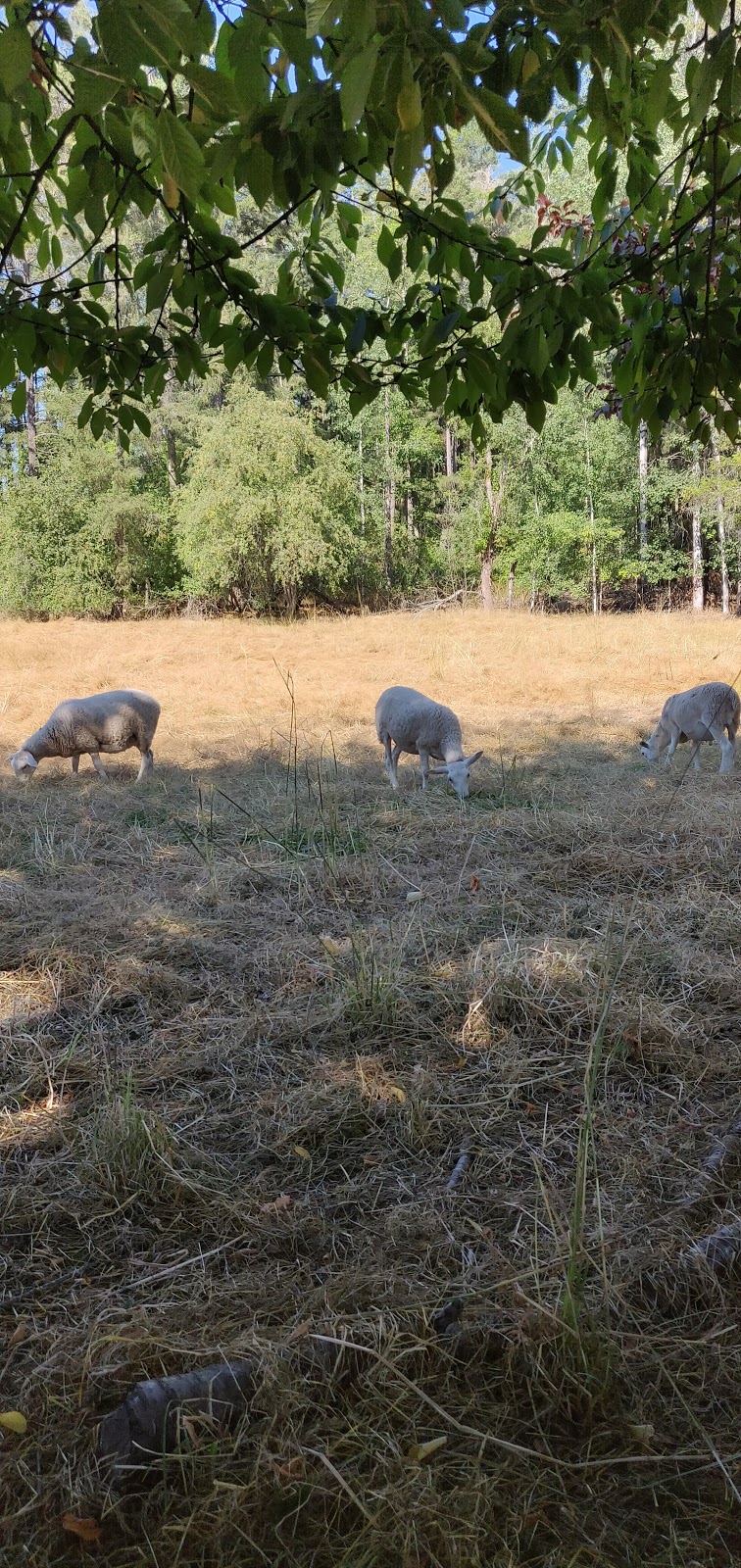 Silver Meadows Farm | 1019 Errington Rd, Parksville, BC V9P 2C8, Canada | Phone: (250) 248-4450