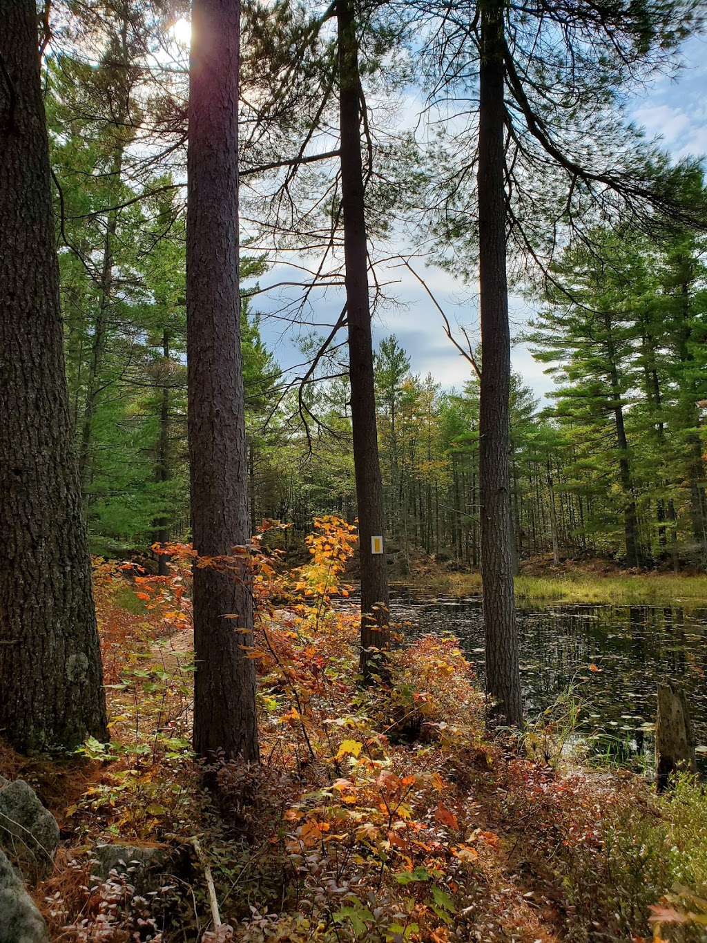 Adams Nature Reserve | 1900 Coopers Falls Rd, Washago, ON L0K 2B0, Canada | Phone: (705) 326-1620