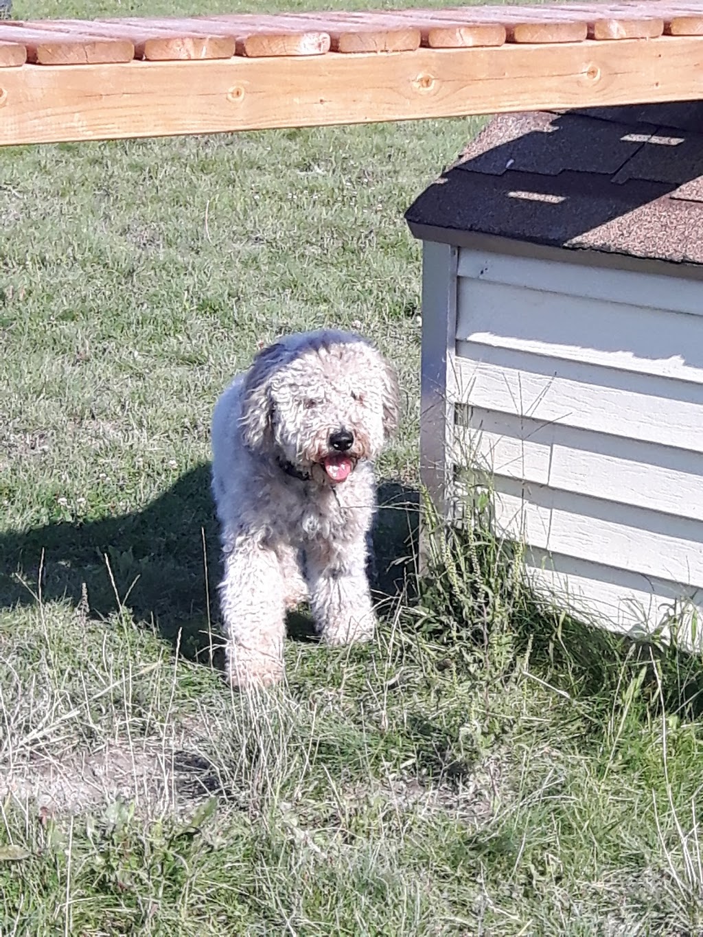 Centre Canin Vallée du Richelieu | 46 Rue Principale, Saint-Basile-le-Grand, QC J3N 1M3, Canada | Phone: (450) 441-0848