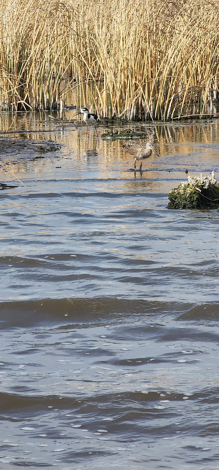 Frank Lake - Ducks Unlimited Conservation Site | Township Rd 190, Blackie, AB T0L 0J0, Canada | Phone: (403) 465-3310