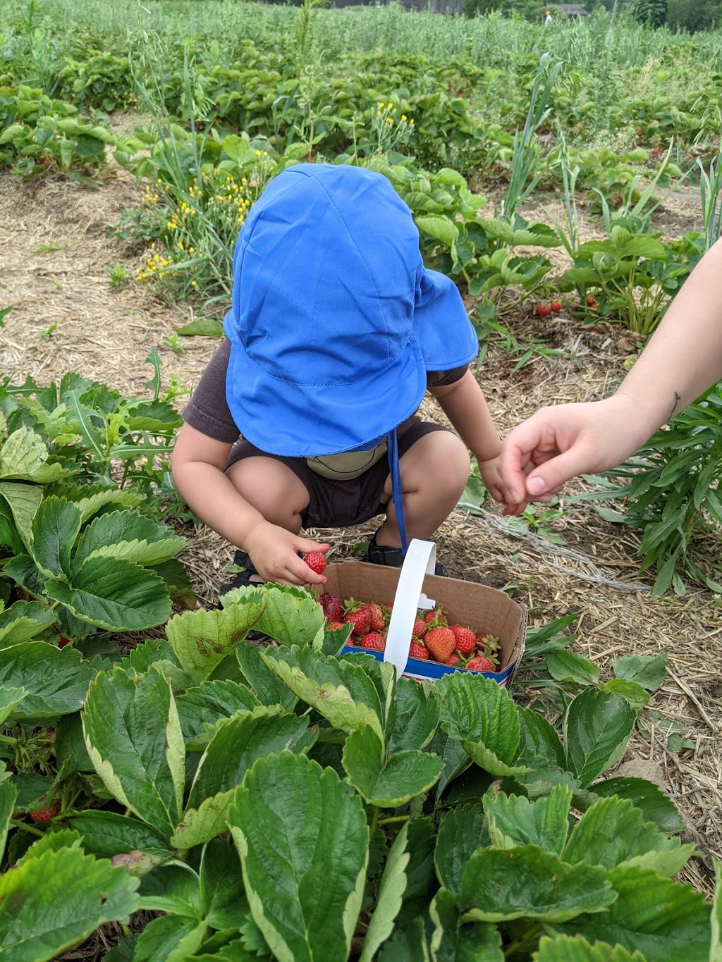 Organics Farm | 7550 19th Ave, Markham, ON L6B 1A8, Canada | Phone: (905) 640-5206