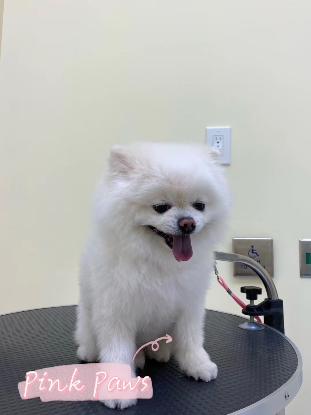 Pink Paws Pets Grooming | 900 Rathburn Rd W, Mississauga, ON L5C 4L2, Canada | Phone: (647) 686-1355