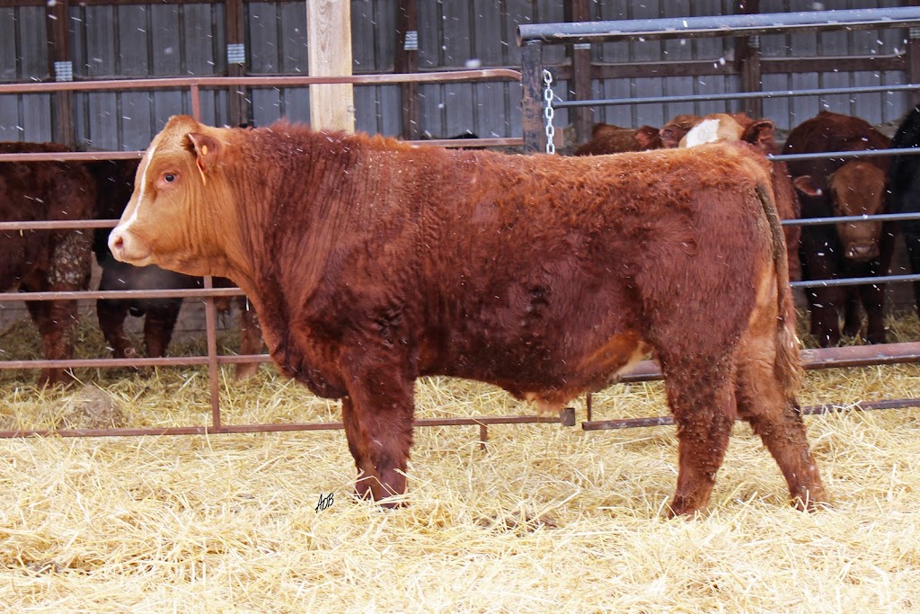 Van De Velde Cattle | Box 72, Mariapolis, MB R0K 1K0, Canada | Phone: (204) 825-4289