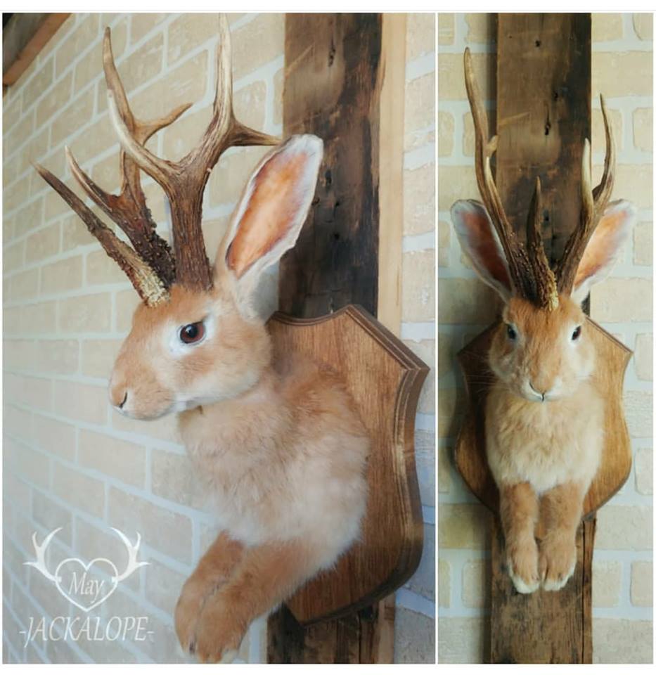 May Jackalope, Taxidermie danimaux domestiques | 120 Chemin de Sainte-Béatrix, Sainte-Béatrix, QC J0K 1Y0, Canada | Phone: (450) 916-3253