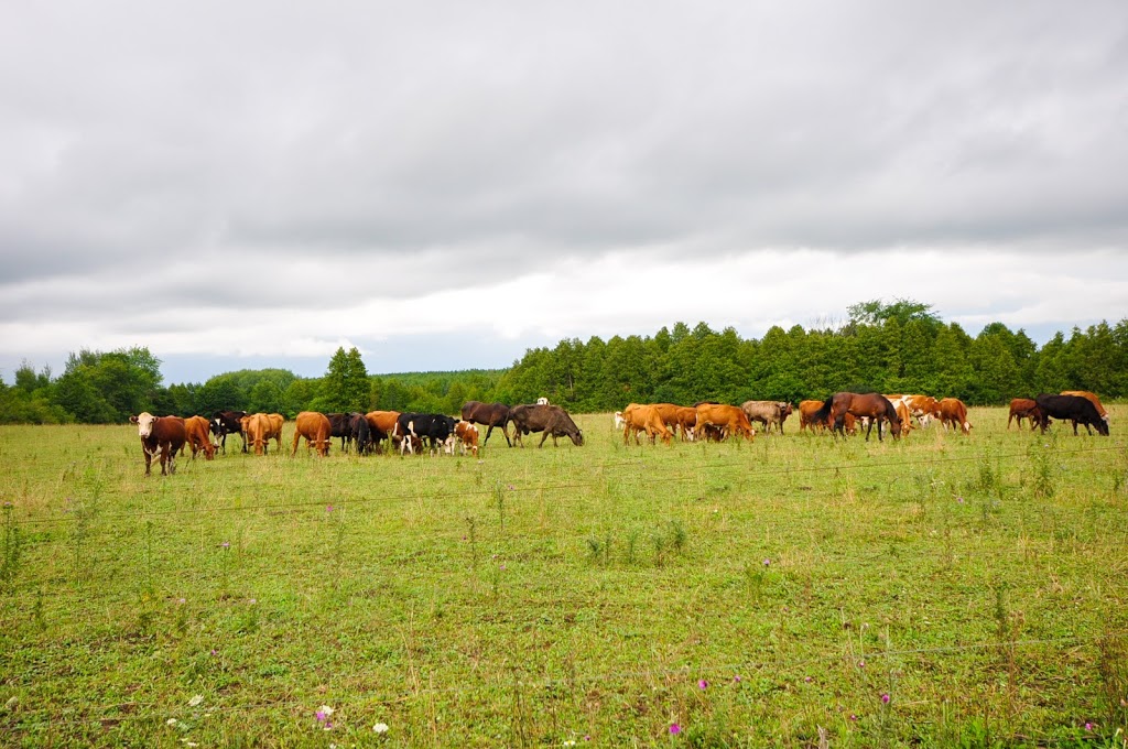 Hackner Farms | 10499 Concession 5, Uxbridge, ON L9P 1R1, Canada | Phone: (289) 366-0849