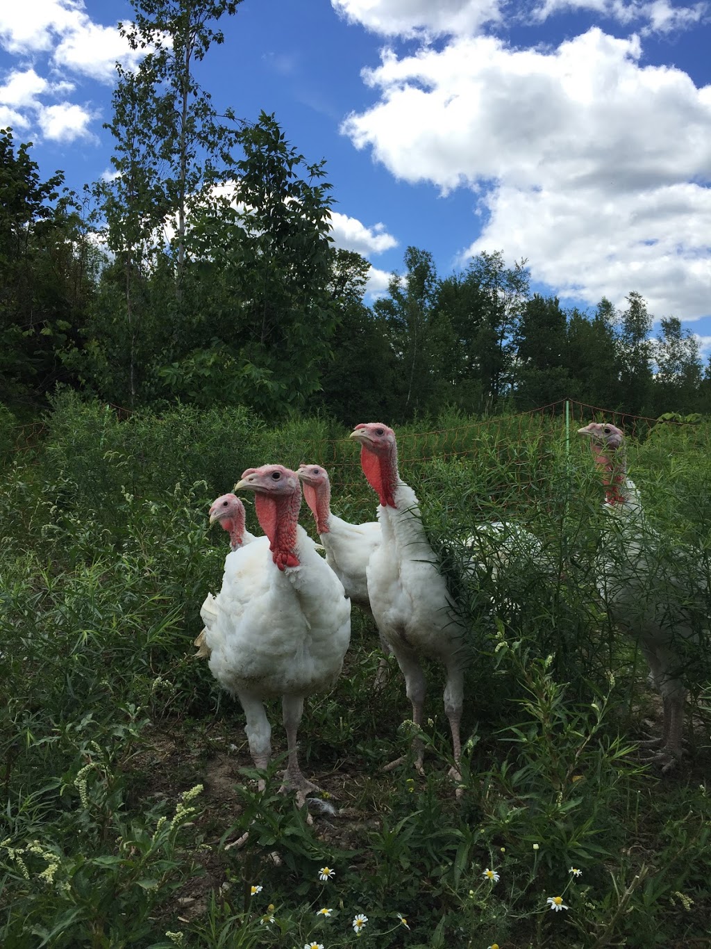 Ferme Selby Farm | 1332 Chemin Hudon, Dunham, QC J0E 1M0, Canada | Phone: (450) 204-2530