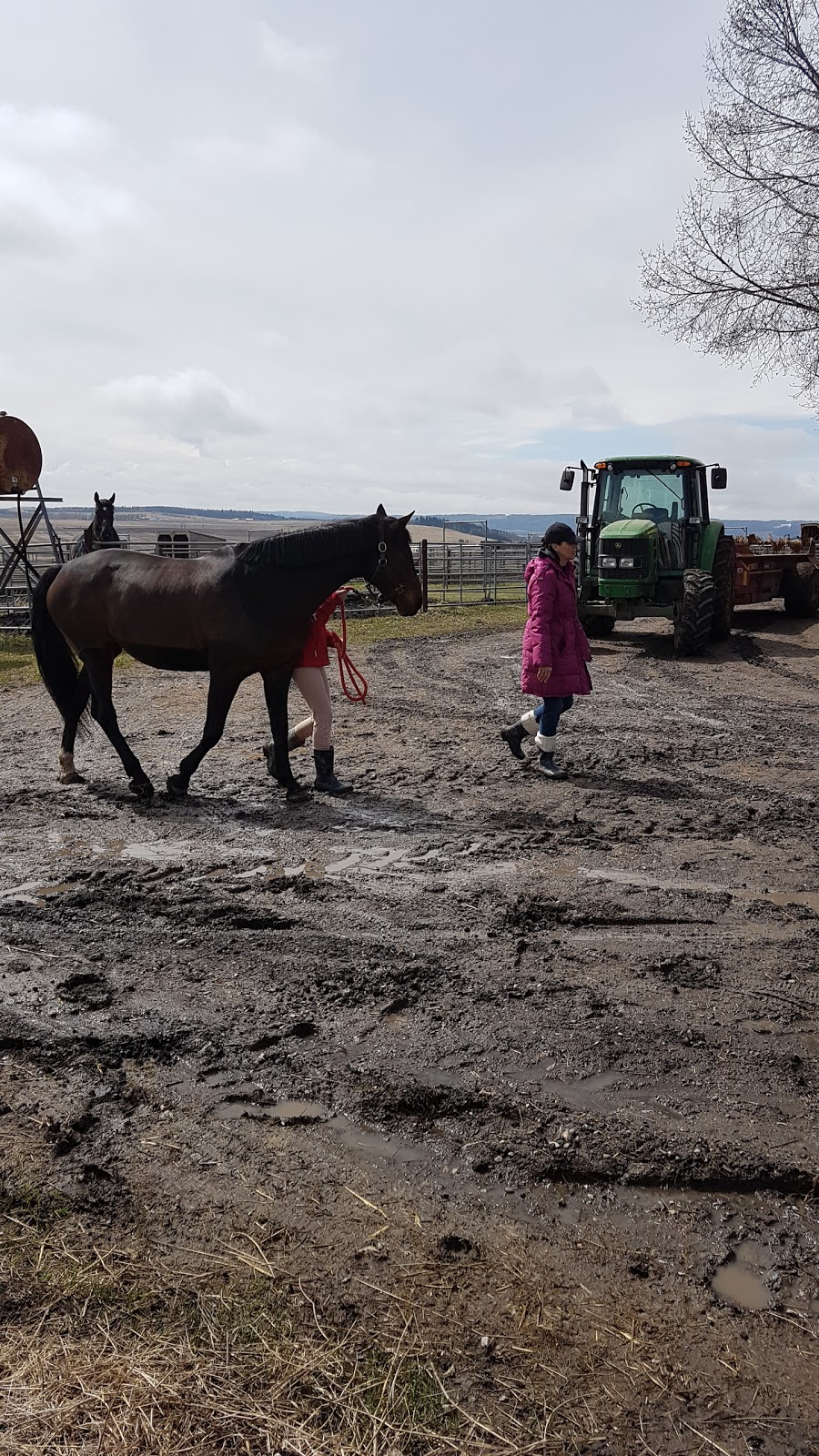 Westridge Farms Walking Horses | RR 8 LCD 8, Calgary, AB T2J 2T9, Canada | Phone: (403) 931-3160