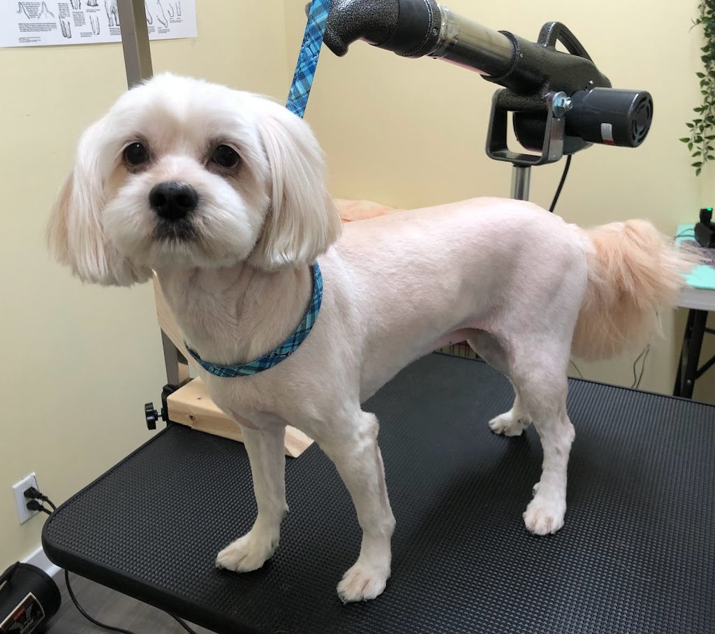 Doris Grooming & Spa | 647 Godwin Ct, Coquitlam, BC V3K 5T1, Canada | Phone: (236) 513-4770