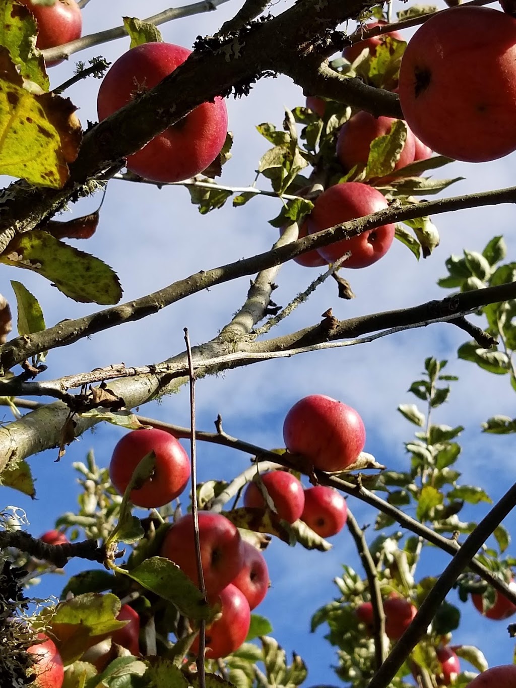 Apple Luscious Organic Orchard | 110 Heidi Pl, Salt Spring Island, BC V8K 1W5, Canada | Phone: (250) 653-2007