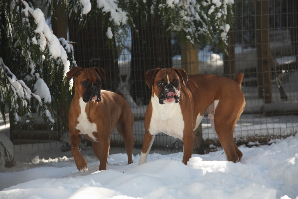 Mission Country Kennels | 9928 Dewdney Trunk Rd, Mission, BC V4S 1K8, Canada | Phone: (604) 826-5474