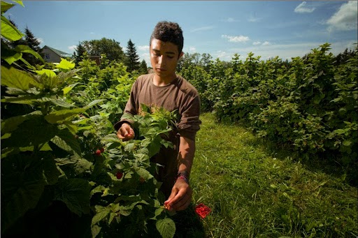 Youth at Work | 2595 Rang du Haut-Saint-François, Laval, QC H7E 4P2, Canada | Phone: (450) 661-1251