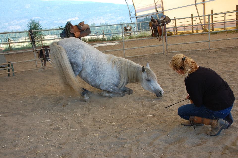 Turning Point Farm | 864 Corkscrew Rd, Armstrong, BC V0E 1B5, Canada | Phone: (250) 546-2477