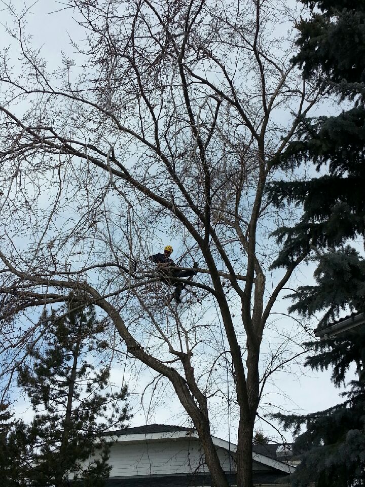 Adair Tree Care Ltd. | 2323B 24 Ave NE, Calgary, AB T2E 8L9, Canada | Phone: (403) 686-6030