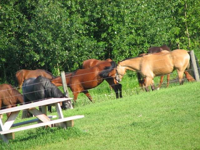 Horse Sense Training & Petting Zoo | 54410 Range Rd 255, Sturgeon County, AB T8T 0T9, Canada | Phone: (780) 470-0414