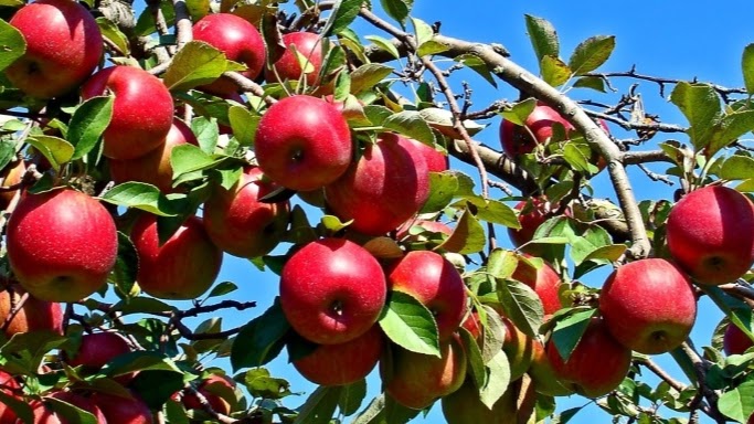 Waddell Apples | 1345 Washburn Rd, Seeleys Bay, ON K0H 2N0, Canada | Phone: (613) 546-1690