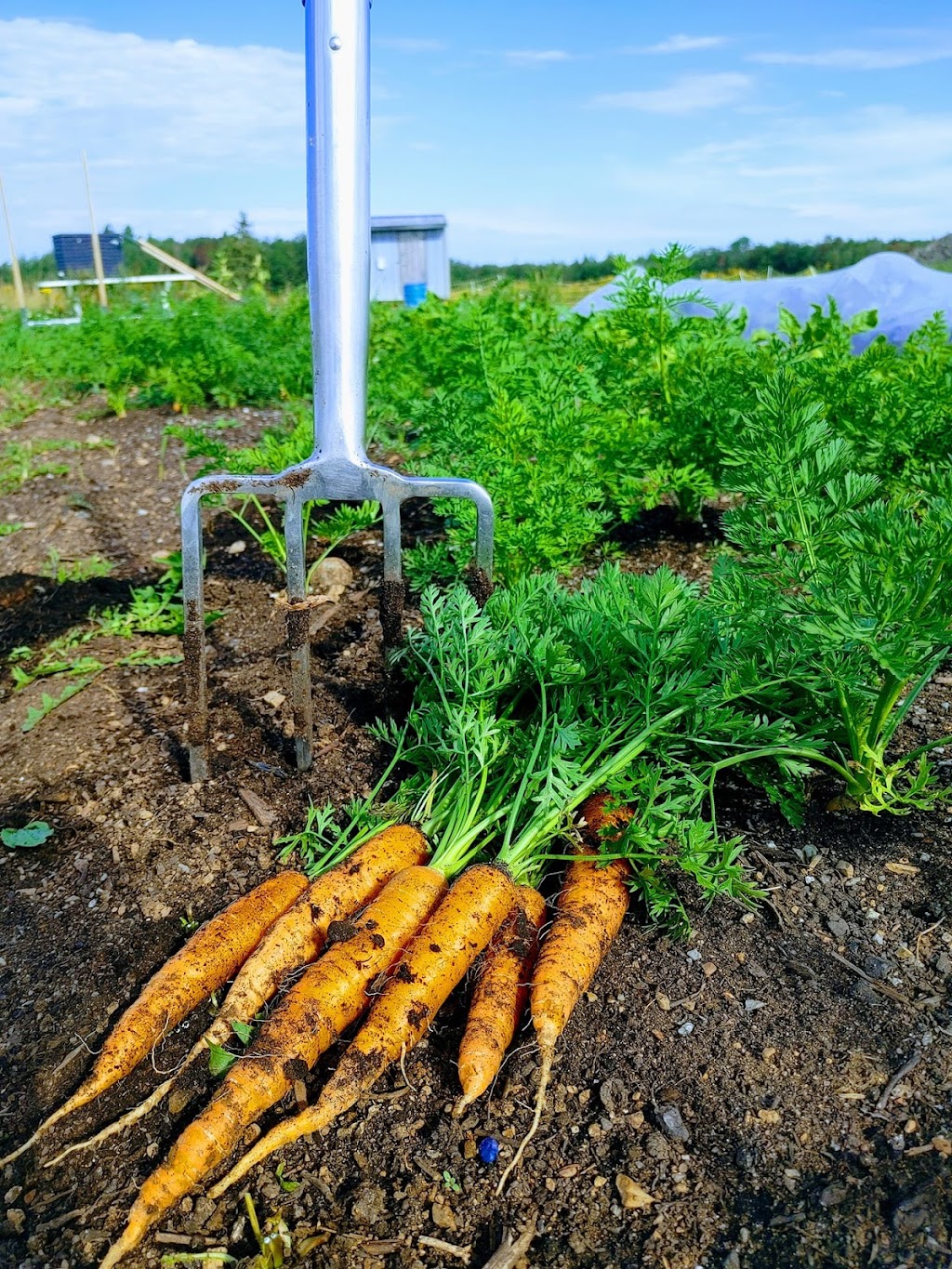 Ferme vie maraîchere inc | 546 Chem. Ville-Marie, Beaumont, QC G0R 1C0, Canada | Phone: (581) 998-8775