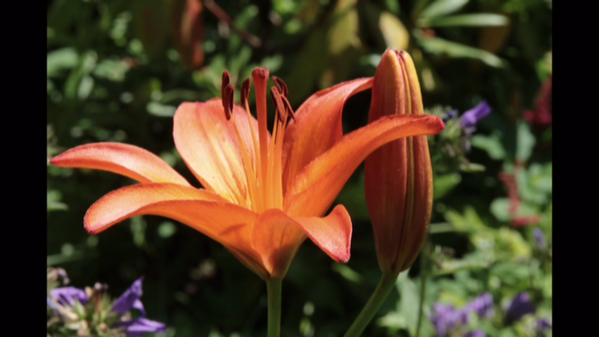 Jardins OColibris | 1768 Montée de la Réserve, Notre-Dame-de-la-Merci, QC J0T 2A0, Canada | Phone: (819) 424-7138