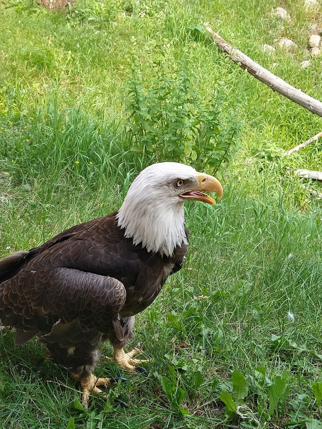 BC Wildlife Park | 9077 Dallas Dr, Kamloops, BC V2C 6V1, Canada | Phone: (250) 573-3242