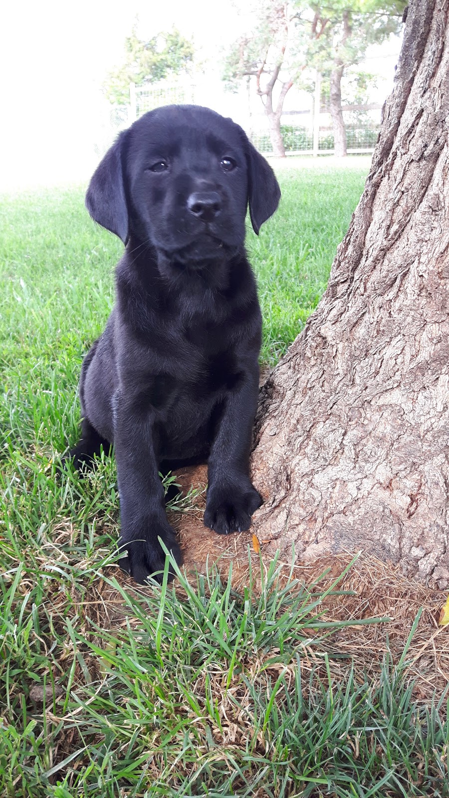 New Scotland Kennels | 20893 Lagoon Rd, Blenheim, ON N0P 1A0, Canada | Phone: (519) 784-1287