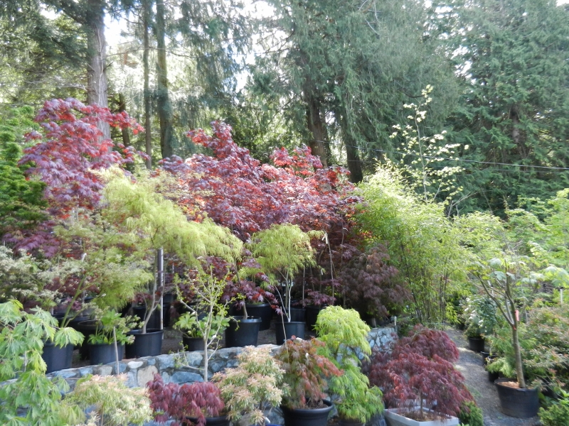 Peninsula Flowers Nursery | 8512 W Saanich Rd, North Saanich, BC V8L 5W1, Canada | Phone: (250) 652-9602