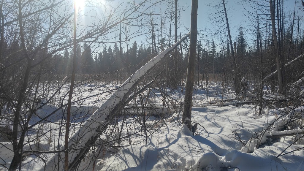 Jack Pine Trail | Moodie Dr, Nepean, ON K2R 1H4, Canada