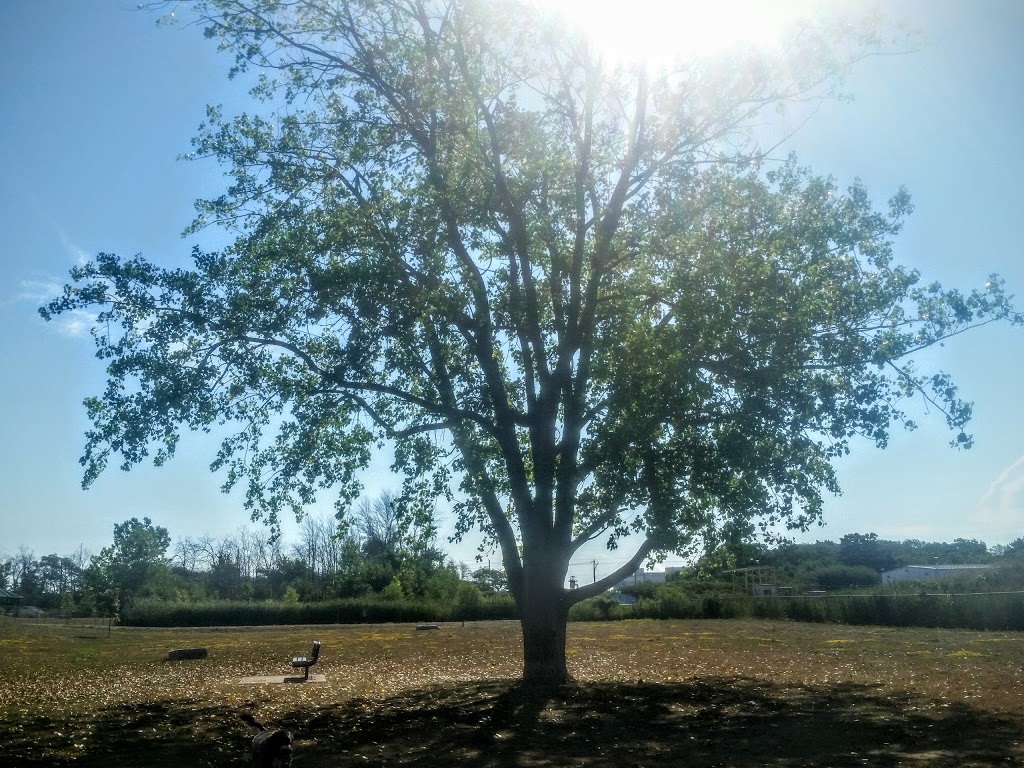 Elm Street Leash-Free Dog Park | Port Colborne, ON L3B 5K9, Canada