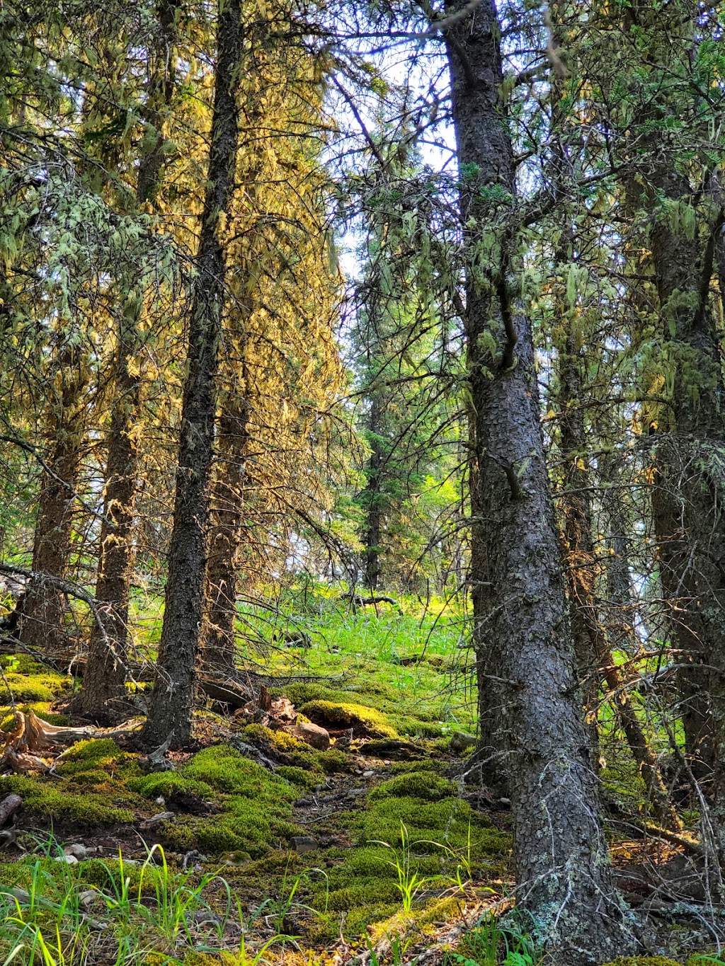 Peppers Lake Provincial Recreation Area | Peppers Lake Rd, Alberta T0M, Canada | Phone: (403) 845-8349