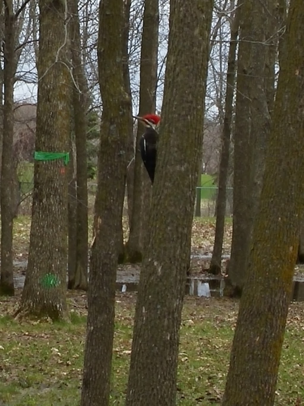 Cerf Garden | Rue Bédard, Longueuil, QC J4N 1M1, Canada