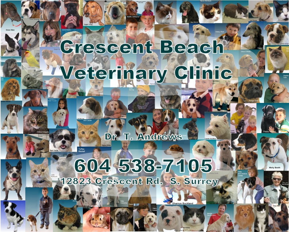 Crescent Beach Veterinary Clinic | 12823 Crescent Rd, Surrey, BC V4P 1J6, Canada | Phone: (604) 538-7105