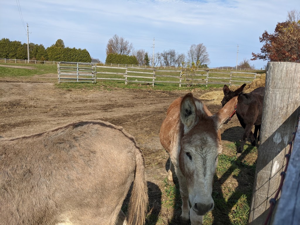 PrimRose Donkey Sanctuary | 1296 Bowmanton Rd, Roseneath, ON K0K 2X0, Canada | Phone: (905) 352-2772