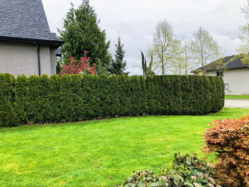 JF Hedge Trimming LTD. | 4033 240 St, Langley, BC V2Z 2L4, Canada | Phone: (778) 241-0416