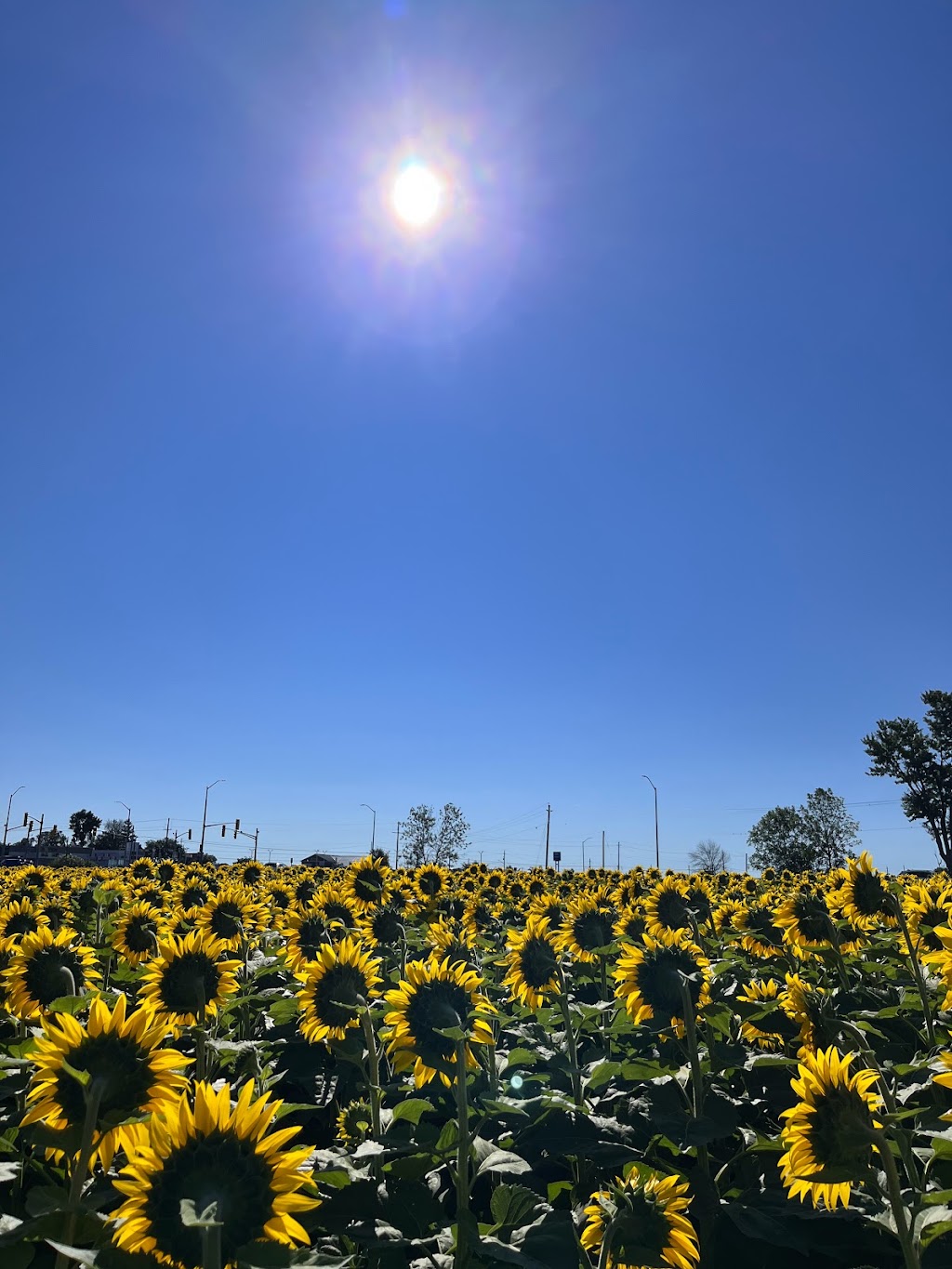 The Little Sunflower Farm | 347 Lindsay St S, Lindsay, ON K9V 4R4, Canada | Phone: (416) 316-9543