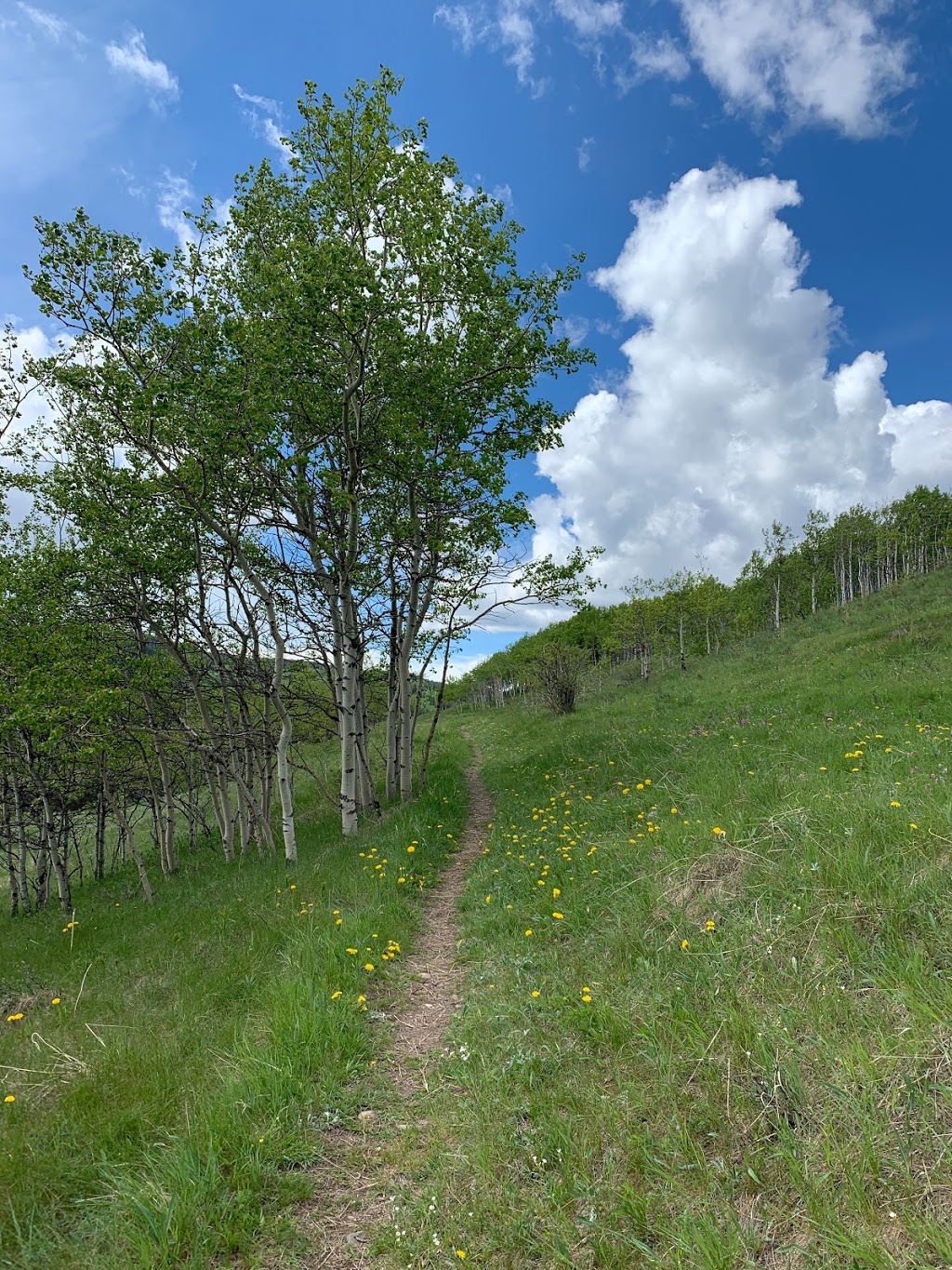 Sibbald Viewpoint - Provincial Recreation Area | Kananaskis, AB T0L, Canada | Phone: (403) 678-3985