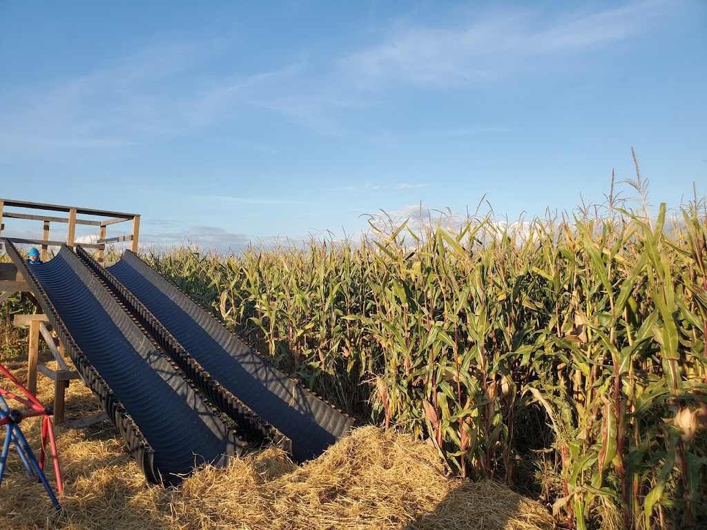 Bose Farms Corn Maze | 5948 156 St, Surrey, BC V3S 4N8, Canada | Phone: (778) 578-5450