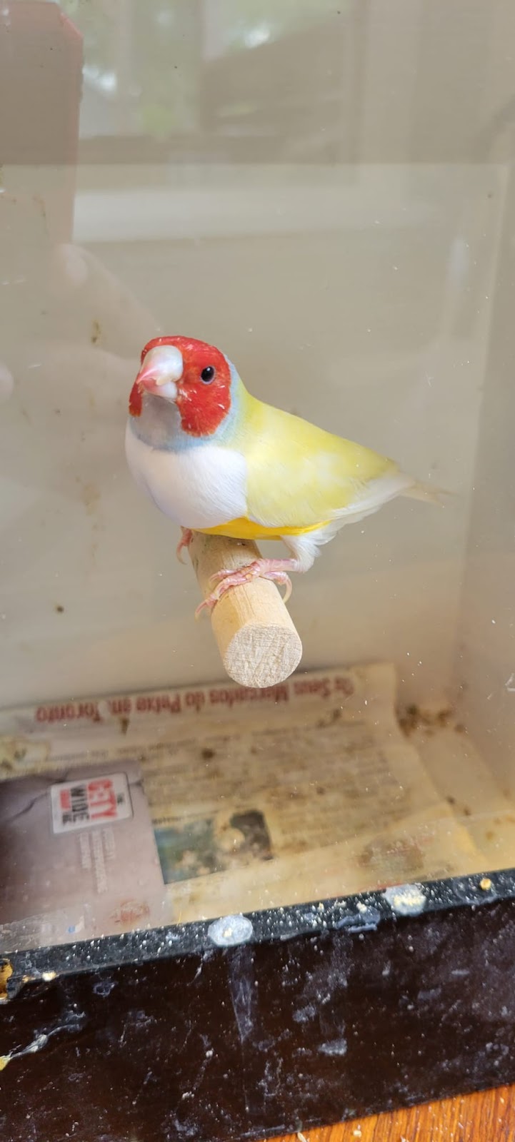 Toronto Gouldian Finches | 168 Aylesworth Ave, Scarborough, ON M1N 2J6, Canada | Phone: (306) 850-4813