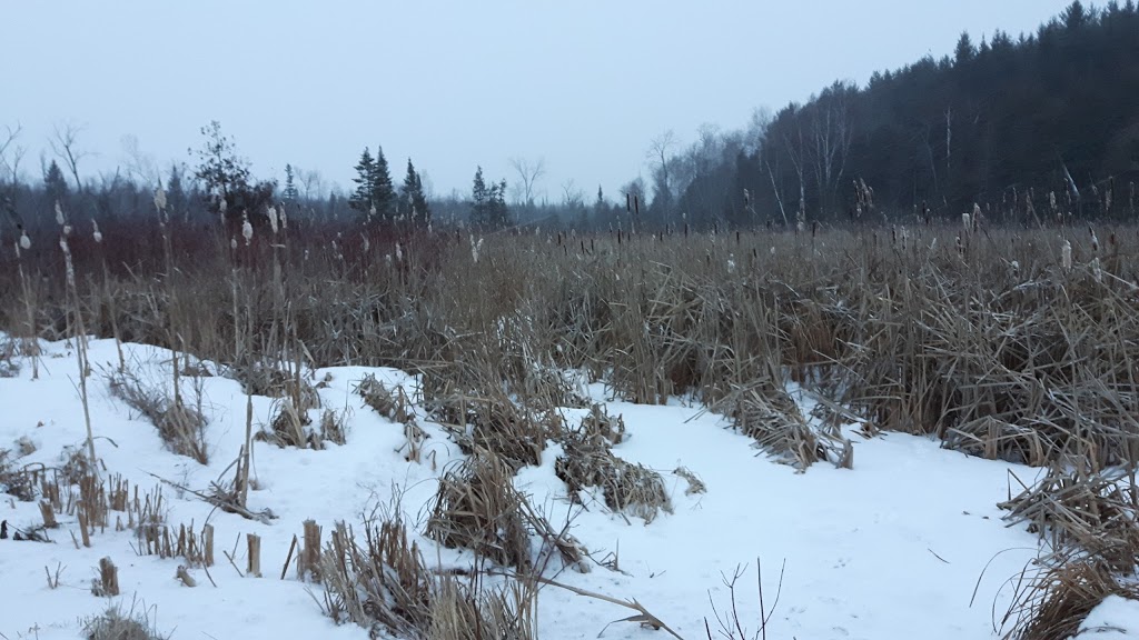 Cavan Swamp Wildlife Area | Cavan, ON L0A 1C0, Canada