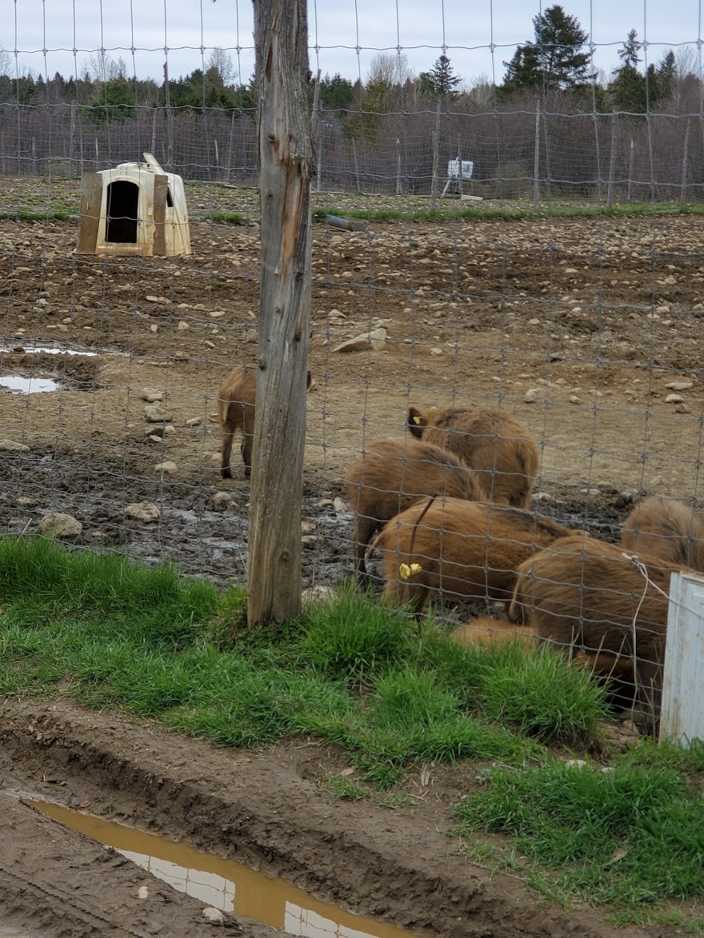 La Ferme Renaissance (Sanglier & Cerf Rouge) | 1120 2e Rang S, Weedon, QC J0B 3J0, Canada | Phone: (819) 877-2813