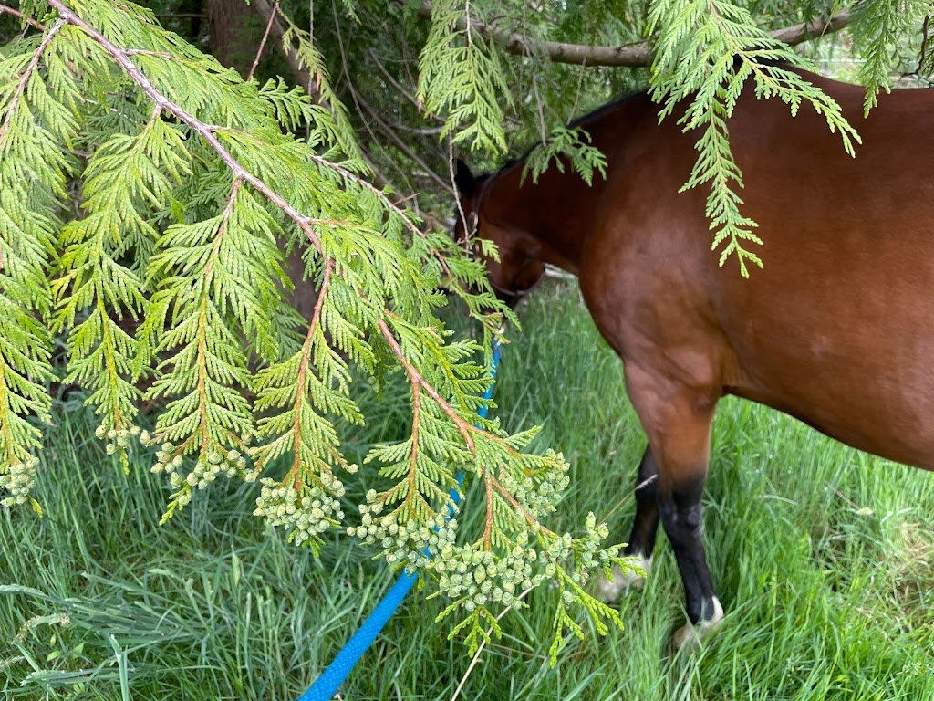 Singing Tree Farm | 750 Bennett Rd, Qualicum Beach, BC V9K 1N1, Canada | Phone: (250) 954-9374