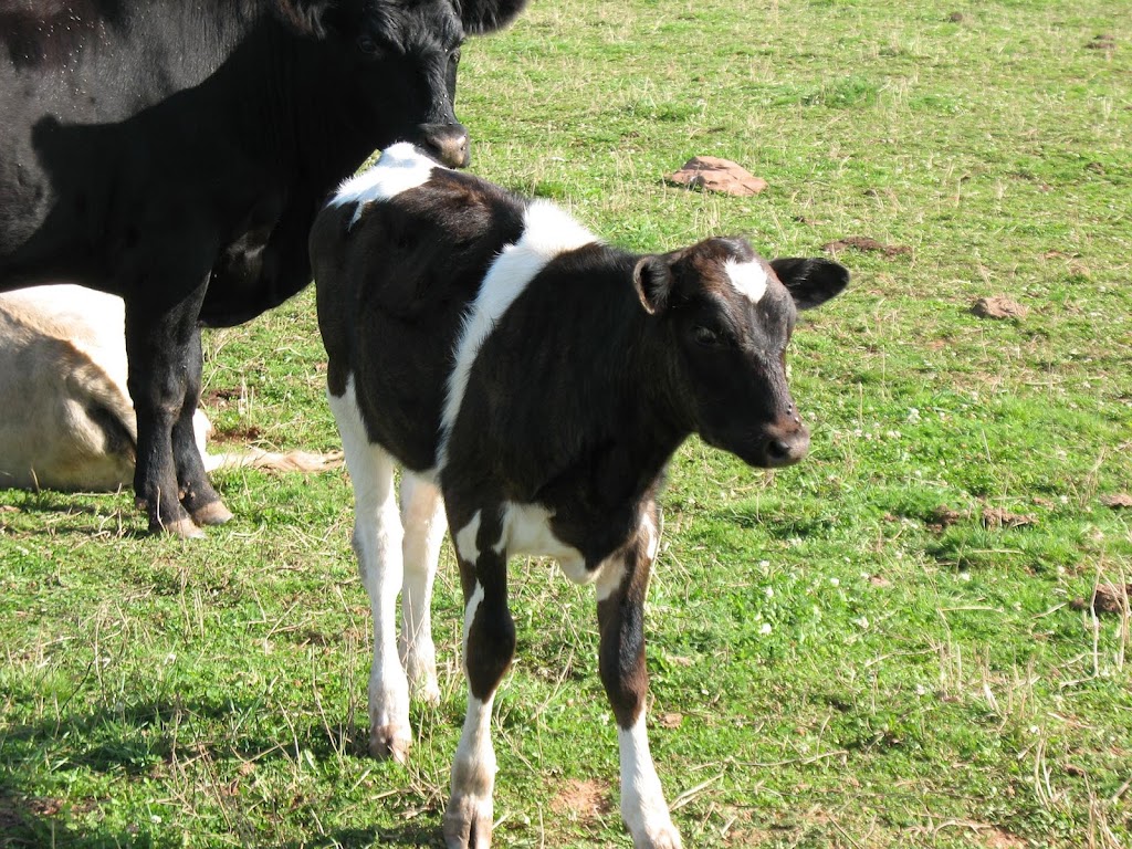 Cattle Sanctuary | 2164 Seven Mile Rd, Cardigan, PE C0A 1G0, Canada | Phone: (902) 969-0397