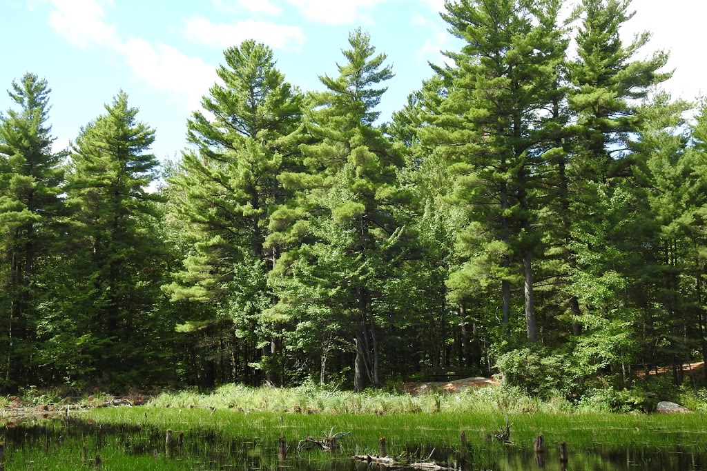 Foley Mountain Conservation Area | 105 Foley Mountain Ln, Westport, ON K0G 1X0, Canada | Phone: (613) 273-3255