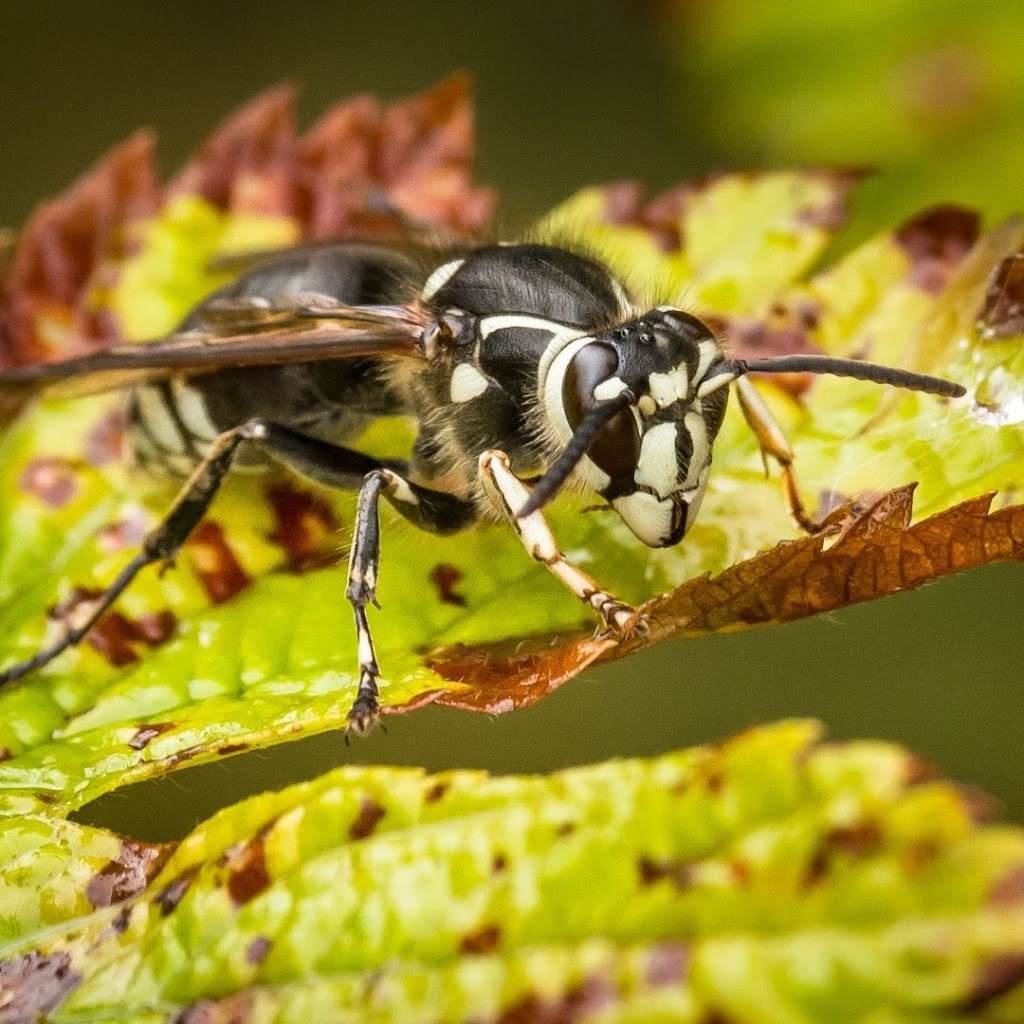 Seaside Pest Control Inc. | 7283 129a St, Surrey, BC V3W 6Z4, Canada | Phone: (604) 529-7700