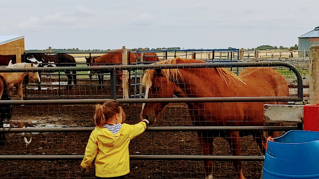 Gentle Giant Acres | 211058 AB-52, Warner County No. 5, AB T0K 2N0, Canada | Phone: (403) 382-9879