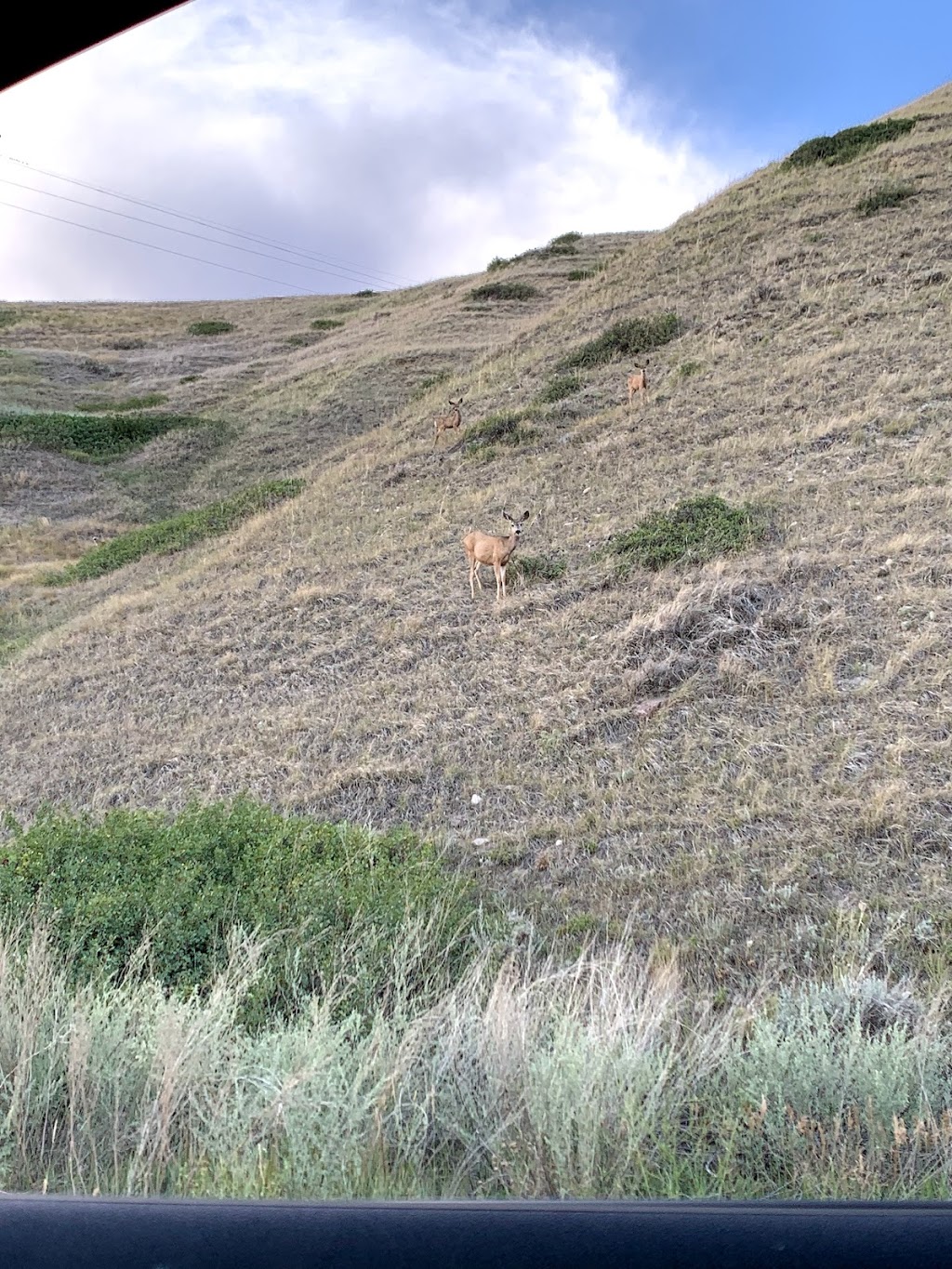 RiverStone Dog Park | Riverstone, Lethbridge, AB T1J 4S8, Canada | Phone: (403) 849-7268