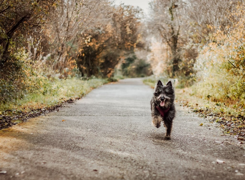 Brudenell Animal Hospital | 5174 Hwy a a MacDonald, Montague, PE C0A 1R0, Canada | Phone: (902) 838-2276