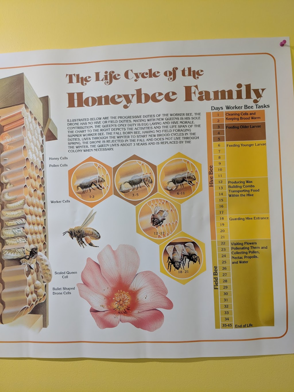 Beekeeping Techopia | 3117 Boul Industriel, Laval, QC H7L 4P8, Canada | Phone: (450) 239-1517